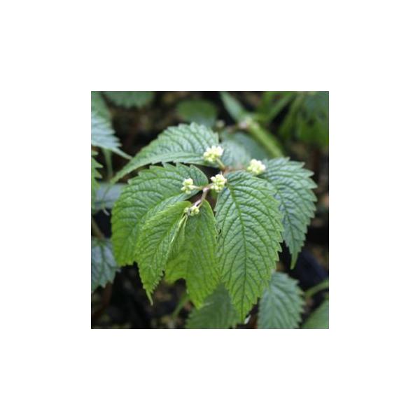 ウワバミソウは、別名を「ミズ」と言い、渓流沿いや水気の多い山地に生えることからその名前があります。クセもなく歯ごたえがよいので、食べやすい山菜です。花は小さく黄緑色で、葉が開くとすぐに葉の付け根にチラチラと咲きます。雌雄異株。