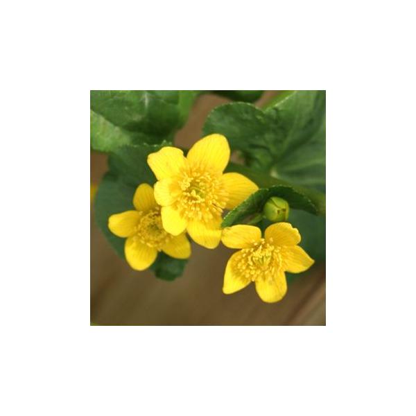 エンコウソウは漢字で「猿猴草」と書き、花茎が手長猿の手のように長く伸びることからその名があります。花はリュウキンカに良く似ています。ヤチブキ（リュウキンカ）同様、山菜として食べることが出来、また花も観賞用になります。分布は北海道〜本州の湿地...