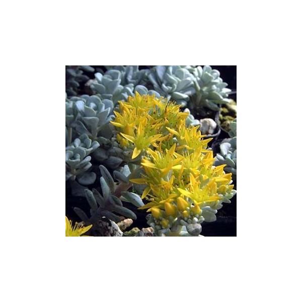 葉の雪化粧しているような色合いの中から黄色の星形の花をたくさん咲かせます。葉と花のコントラストが魅力的。