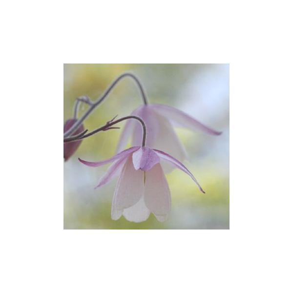 風鈴オダマキ（Semiaquilegia ecalcarata ）の園芸品種で、距がなく風鈴のような涼しげな花を咲かせるのが魅力の花です。