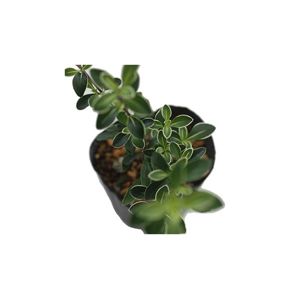 ハクチョウゲは東南アジアや中国、台湾、インドシナ半島、タイに分布する常緑広葉樹の小低木で樹高は成木で0.5〜1ｍほどで葉は楕円状が輪生して付く。花は白く五枚花弁が春先、枝先の先端に数多く咲かせます。本商品は商品盆栽向きとしてご案内しております。