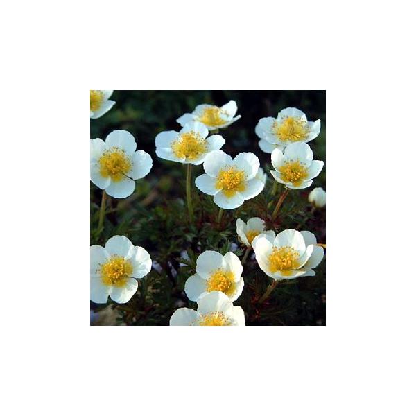 ポピュラーな高山植物のひとつで、開けた大地いっぱいに白い花を咲かせている姿が印象的。北海道、本州（中部以北）、東北アジアの亜高山〜高山の湿地やレキ地に生える落葉小低木です。ふわふわと毛のついた果実や、紅葉も楽しめます。別名・イワグルマ。※掲...