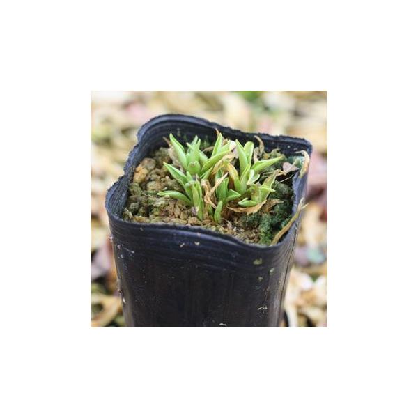 アオモリマンテマ Buyee Buyee 日本の通販商品 オークションの代理入札 代理購入