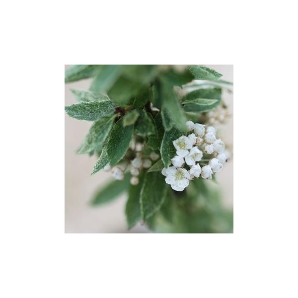 葉全体に繊細な白散斑の入るコデマリです。春に小さな白い花を手毬状にたくさん咲かせます。丈夫で育てやすく、葉の色を生かして寄せ植えや庭木におすすめです。