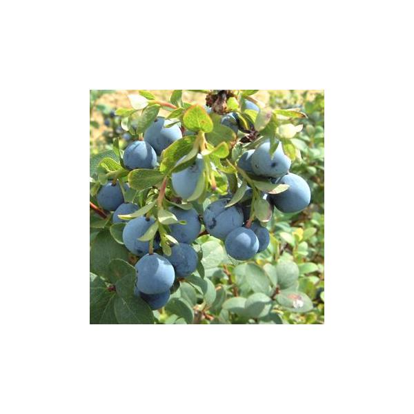 「浅間葡萄（あさまぶどう）」はクロマメノキの選抜品種で、実付が良く、大きいのが特徴です。味はブルーベリーに似た甘酸っぱい味で、生食・ジャム・ジュースなどにするとおいしいです。クロマメノキは北海道〜本州中部以北の亜高山〜高山に分布する落葉小低...