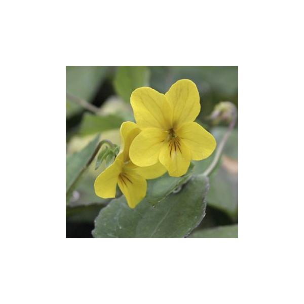 黄スミレは、関東〜九州の山地の明るい林縁に自生するスミレです。春から夏の間に成長し、夏以降は地上部が枯れて休眠することが多いです。少し厚みのある葉はハート型でかわいらしく、ナチュラルガーデンにおすすめです。