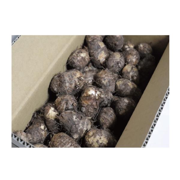 二子さといも Sサイズ 2.5kg いものこ汁 煮物 唐揚げ に GI登録 地理的表示保護制度 里芋 岩手県北上市