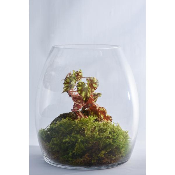 Moss Glass High iXOX@nCj@MT-H  KXłB