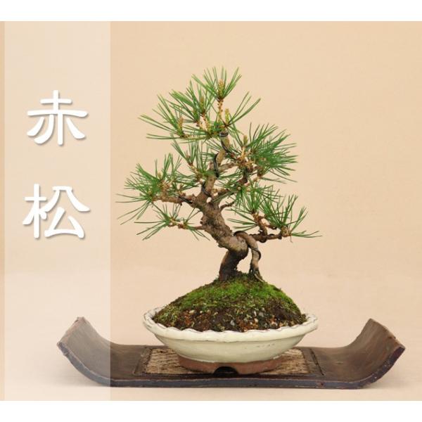 送料無料 赤松小品盆栽 松柏盆栽 いよじ園伊予路園 Buyee Buyee 提供一站式最全面最專業現地yahoo Japan拍賣代bid代拍代購服務