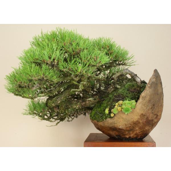 送料無料 盆栽松 赤松 中品盆栽 松柏盆栽 伊予路園 Smtb Kd Buyee Buyee 提供一站式最全面最专业现地yahoo Japan拍卖代bid代拍代购服务