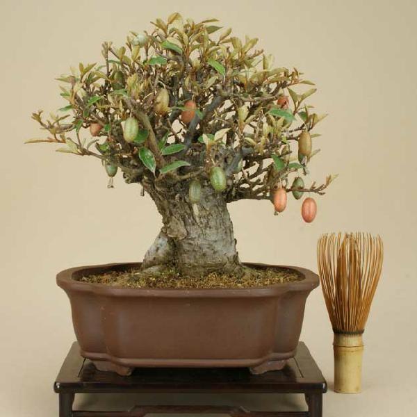 小品盆栽 ミニ盆栽 寒グミ グミ科 実物盆栽 Gum 02 盆栽 いよじ園 Yahoo 店 通販 Yahoo ショッピング