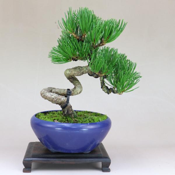 ysh様　宮島五葉松　盆栽　小品　葉性抜群　樹高15㎝ 五葉松 - 宮島 小品盆栽（将来性抜群 素材） いよじ園 : 盆栽-いよじ園