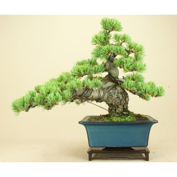 送料無料 五葉松宮島 中品盆栽 松柏盆栽 いよじ園 Buyee Buyee 提供一站式最全面最专业现地yahoo Japan拍卖代bid代拍代购服务