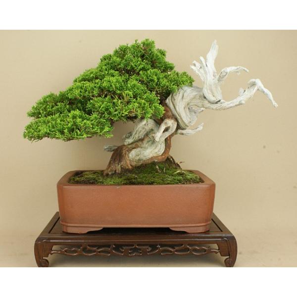 送料無料 糸魚川真柏中品盆栽鉢 紀山作 松柏盆栽いよじ園 Buyee Buyee 提供一站式最全面最專業現地yahoo Japan拍賣代bid代拍代購服務