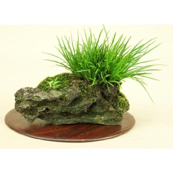 草盆栽 石菖 石付 自然石 小品盆栽 伊予路園 Www Fakfakkab Go Id
