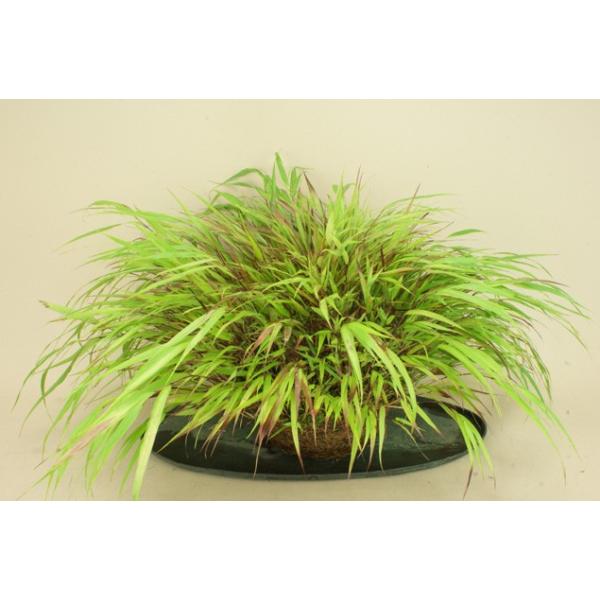 送料無料 草物盆栽 姫風知草 大株 根洗い いよじ園 Buyee Buyee 日本の通販商品 オークションの代理入札 代理購入