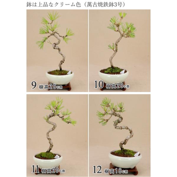 送料無料 盆栽松 三河黒松文人樹形樹齢6年最高級肥料1年分プレゼント 小品盆栽 いよじ園 Buyee Buyee 提供一站式最全面最專業現地yahoo Japan拍賣代bid代拍代購服務