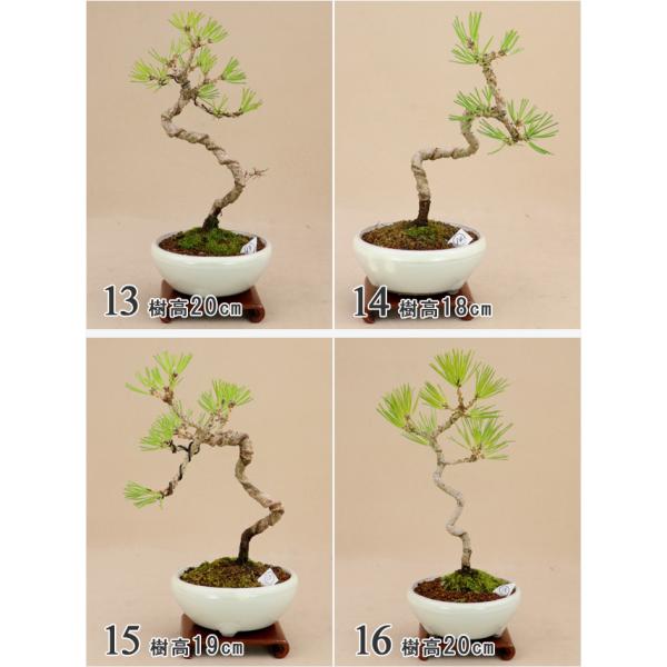 送料無料 盆栽松 三河黒松文人樹形樹齢6年最高級肥料1年分プレゼント 小品盆栽 いよじ園 Buyee Buyee 提供一站式最全面最專業現地yahoo Japan拍賣代bid代拍代購服務