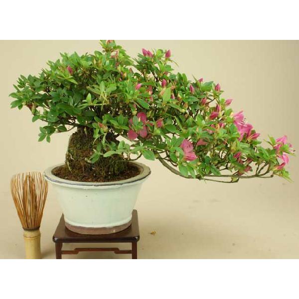 送料無料 貴風盆栽 ミヤマキリシマ 深山霧島 筑峰 ピンク花 雑木盆栽 花物盆栽 Www Mohmmadiyon Com