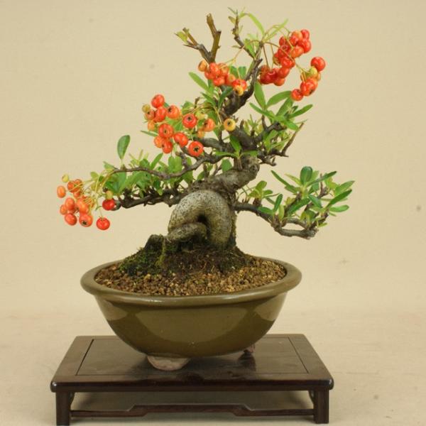 雑木盆栽の人気商品 通販 価格比較 価格 Com