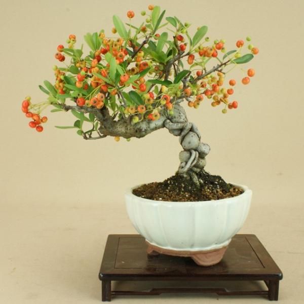 雑木盆栽 盆栽 植木の人気商品 通販 価格比較 価格 Com