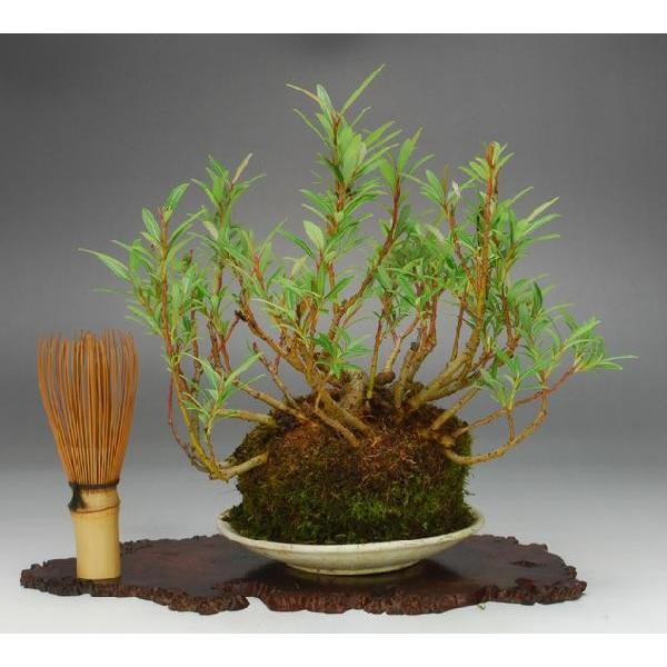 草物盆栽 四万十柳 伊予路園 Buyee Buyee 提供一站式最全面最專業現地yahoo Japan拍賣代bid代拍代購服務bot Online