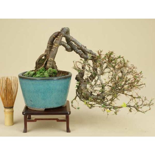 群れ雀 ムレスズメ ミニ盆栽 小品盆栽