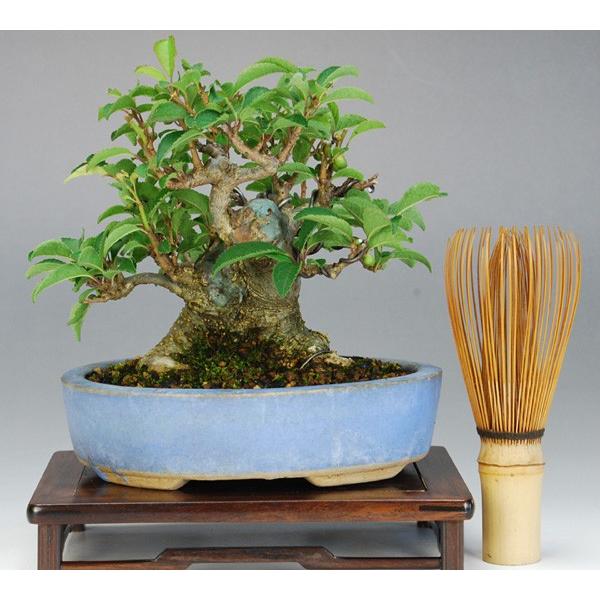 送料無料 小品盆栽 ミニ盆栽 梅もどき ウメモドキ Diariogt Com