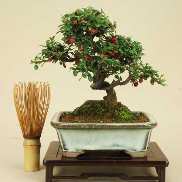 小品盆栽 ミニ盆栽 白シタン 白紫檀 実物盆栽 雑木盆栽 Buyee 日本代购平台 产品购物网站大全 Buyee一站式代购 Bot Online