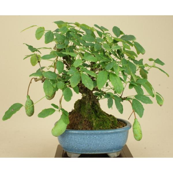 送料無料 小品盆栽 アケビ 実物盆栽 雑木盆栽 Www Mohmmadiyon Com