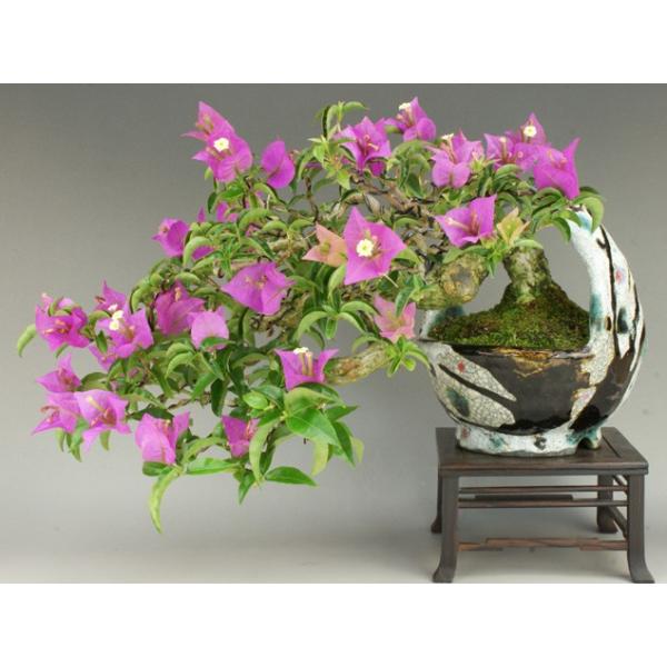 送料無料 貴風サイズ ブーゲンビリア 花物盆栽 雑木盆栽 いよじ園 伊予路園 Buyee Buyee Japanese Proxy Service Buy From Japan Bot Online