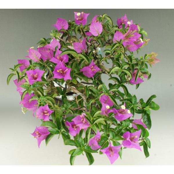 送料無料 貴風サイズ ブーゲンビリア 花物盆栽 雑木盆栽 いよじ園 伊予路園 Buyee Buyee Japanese Proxy Service Buy From Japan Bot Online