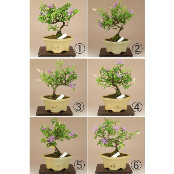 送料無料 スイレンボク 睡蓮木 小品盆栽 花物盆栽 いよじ園 伊予路園 Buyee Buyee Japanese Proxy Service Buy From Japan Bot Online