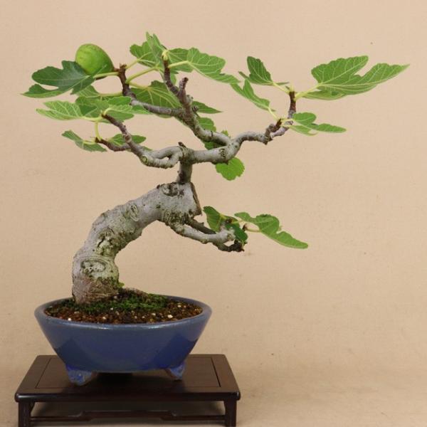 100％本物保証！ 利根さび石 植木鉢 盆栽鉢 general-bond.co.jp