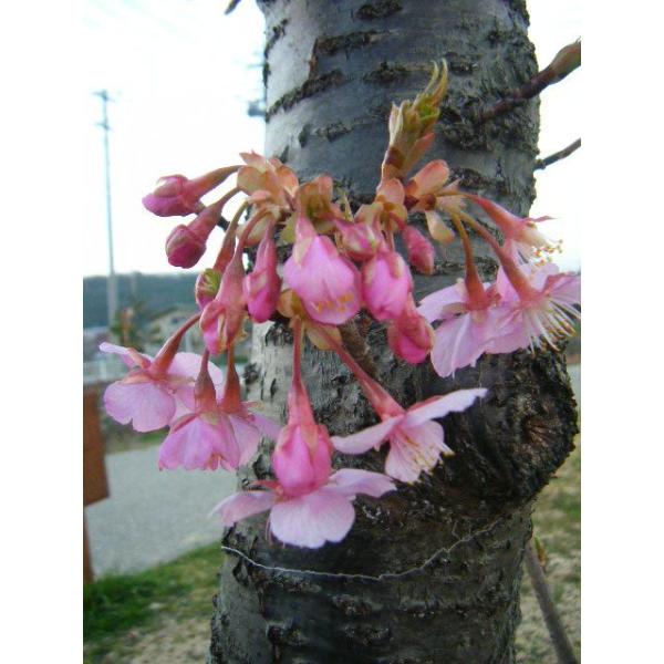 河津桜古木貴風盆栽 花芽が沢山 開花楽しみ 現物発送 Buyee Buyee 日本の通販商品 オークションの代理入札 代理購入