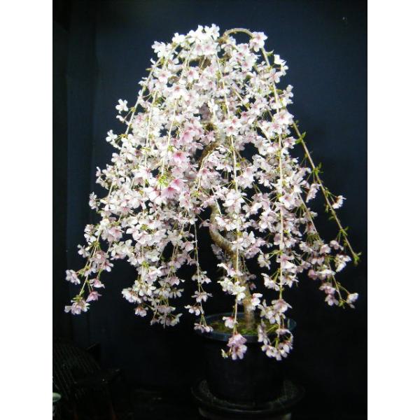 桜盆栽 しだれ桜大品 55 つぼみが沢山開花は楽しみ S0032 伊豆盆栽eストア 通販 Yahoo ショッピング