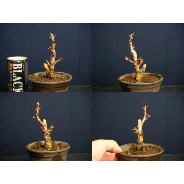 旭山一才桜ミニ盆栽 7 小さいのに花が沢山咲きます 現物発送 Buyee Buyee Japanese Proxy Service Buy From Japan Bot Online