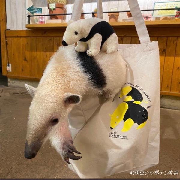 アリクイトートぬいぐるみセット 人気 かわいい雑貨 コン トト 誕生日 プレゼント ギフト 動物 グッズ アニマル インテリア Ari Set 伊豆シャボテン本舗 通販 Yahoo ショッピング