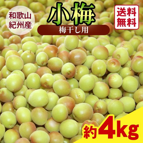和歌山県産　紀州南高梅　秀品　5Lサイズ　4Kg 送料込み　みかんキング 紀州南高梅 朝採り 当日発送 梅干用 秀品 大きなサイズ 3L 4L