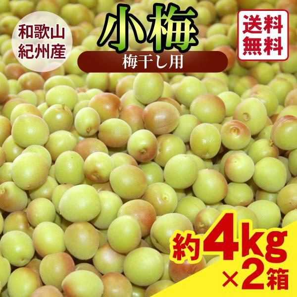 JA紀南 送料無料 梅干し用 紀州産小梅 2Lサイズ 約4kg 2箱