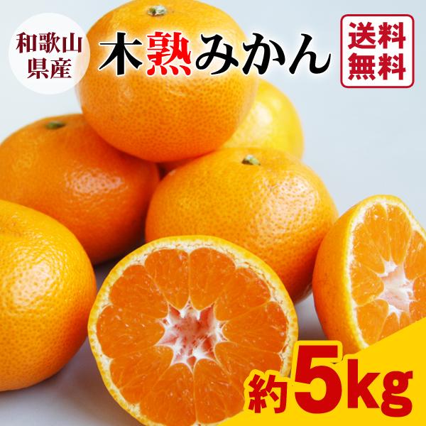 JA紀南 みかん 木熟みかん Mサイズ 5kg×1箱 送料無料 お歳暮にも 