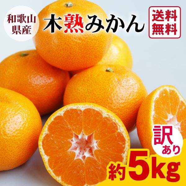 JA紀南 みかん わけあり 木熟みかん キズありL〜2Sサイズ混合 5kg×1