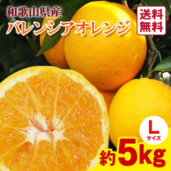 和歌山県産 バレンシアオレンジ Lサイズ 36玉 約5kg×1箱 ☆希少な国産