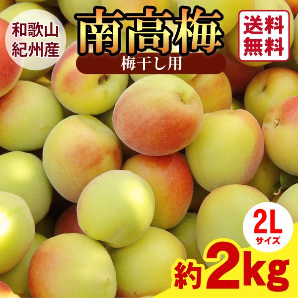 JA紀南 送料無料 梅干し用 紀州産南高梅 2Lサイズ 約2kg