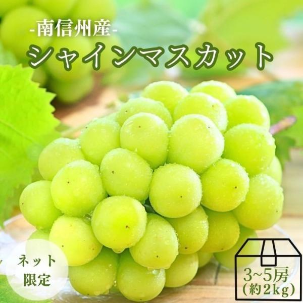 ぶどう シャインマスカット 【秀品】約2kg(3〜5房) ［冷蔵］ Y002 ※9月中旬〜発送予定 予約 旬の果物 皮ごと マスカット