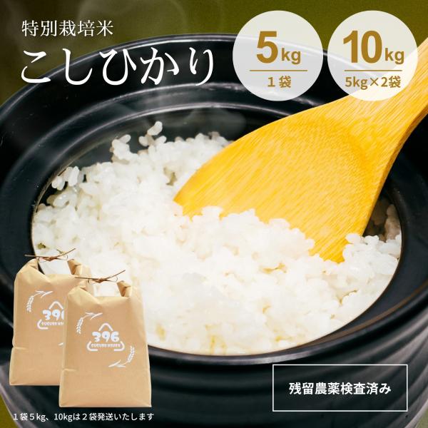 令和7年産 【5980円〜】 特別栽培米 コシヒカリ 農薬・化学肥料栽培