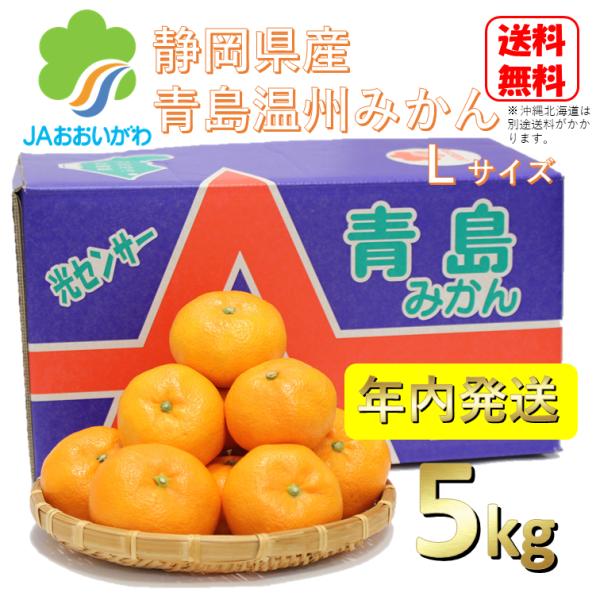 送料無料！ おすすめ 予約注文 12月発送 青島みかん 青秀 秀 Lサイズ