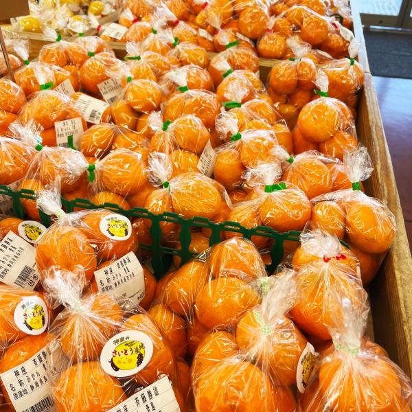 【1月上旬〜2月中旬】JA大井川直売所厳選　静岡みかん（送料込み）