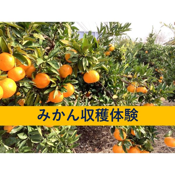 【11月1６日開催】【各時間帯30名限定】みかん収穫体験　１時間食べ放題+みかんの持ち帰り（中学生以上１名につき1,500円）