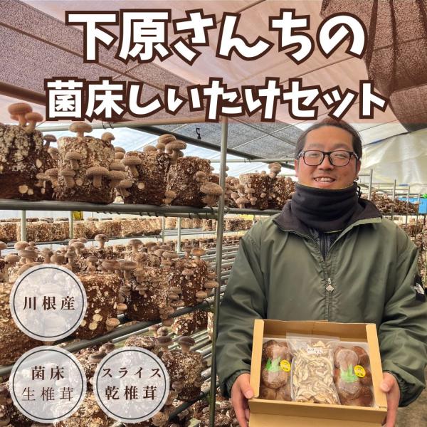 【通年】下原さんちの菌床しいたけセット